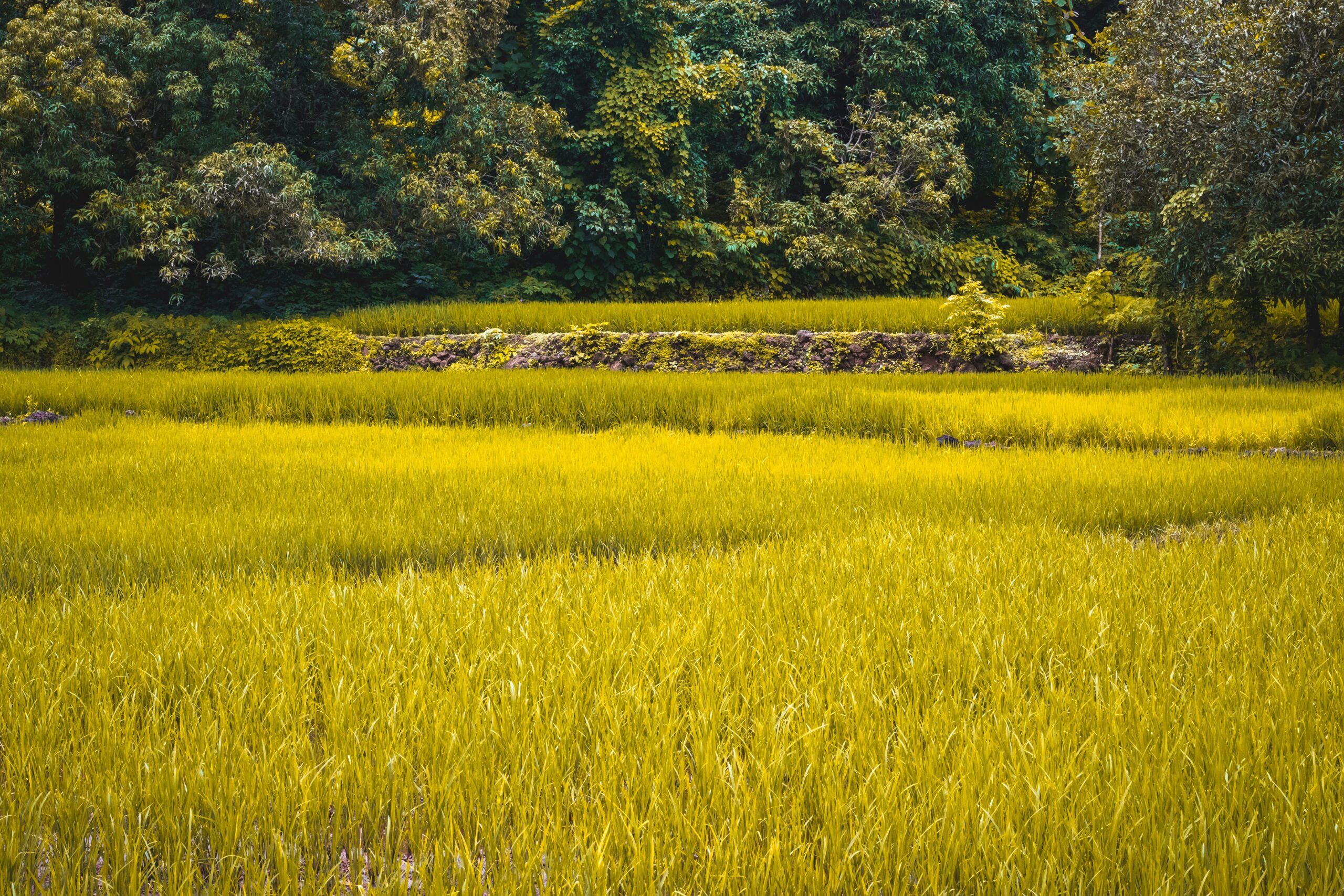 harshal-more-fIvQN5Vuh4U-unsplash